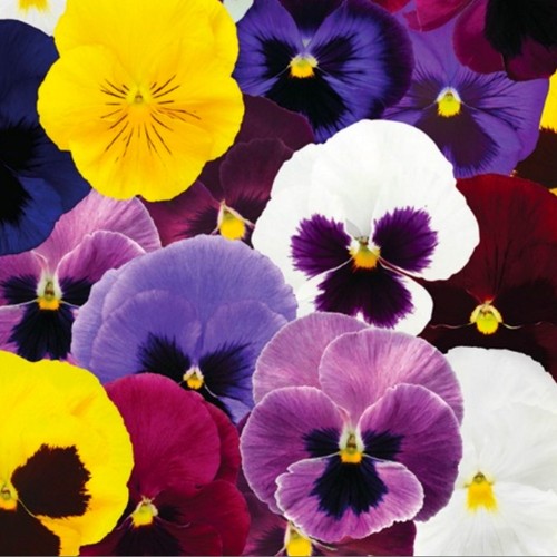 Viola wittrockiana 'Carneval® Early' mix - Aedkannike 'Carneval® Early' mix P9/0,55L